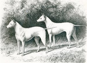 De Witte Engelse Terriërs 